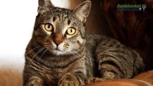 WEB AN Esterilizacion de perros y gatos en la UNAM a precios accesibles 3