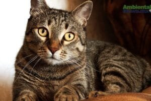 WEB AN Esterilizacion de perros y gatos en la UNAM a precios accesibles 3