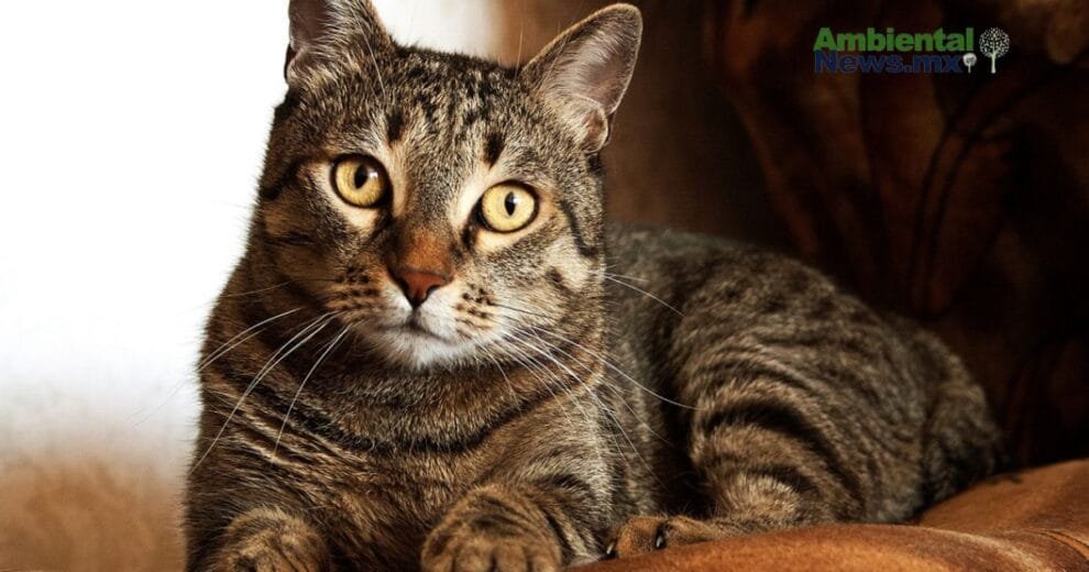 WEB AN Esterilizacion de perros y gatos en la UNAM a precios accesibles 3