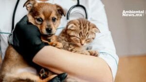 Esterilización de perros y gatos en la UNAM a precios accesibles