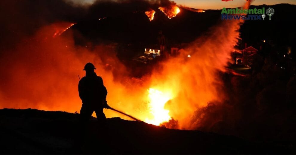 WEB AN Esterilizacion de perros y gatos en la UNAM a precios accesibles 5
