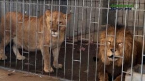 WEB AN Esterilizacion de perros y gatos en la UNAM a precios accesibles 6