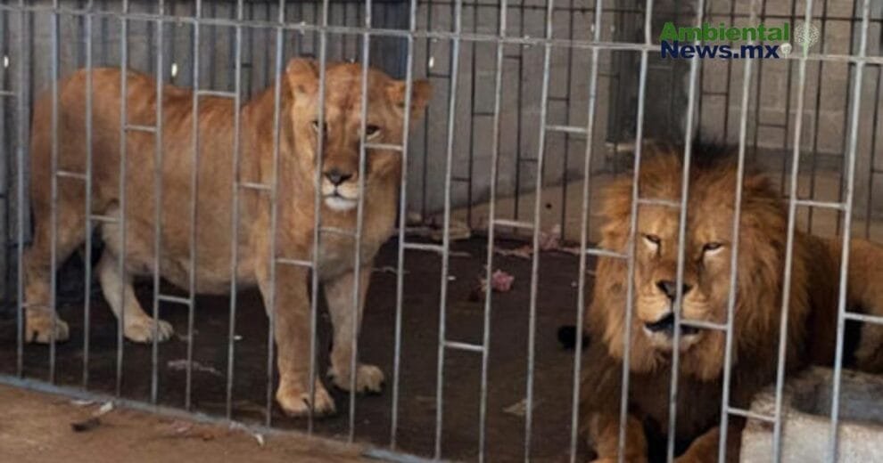 WEB AN Esterilizacion de perros y gatos en la UNAM a precios accesibles 6