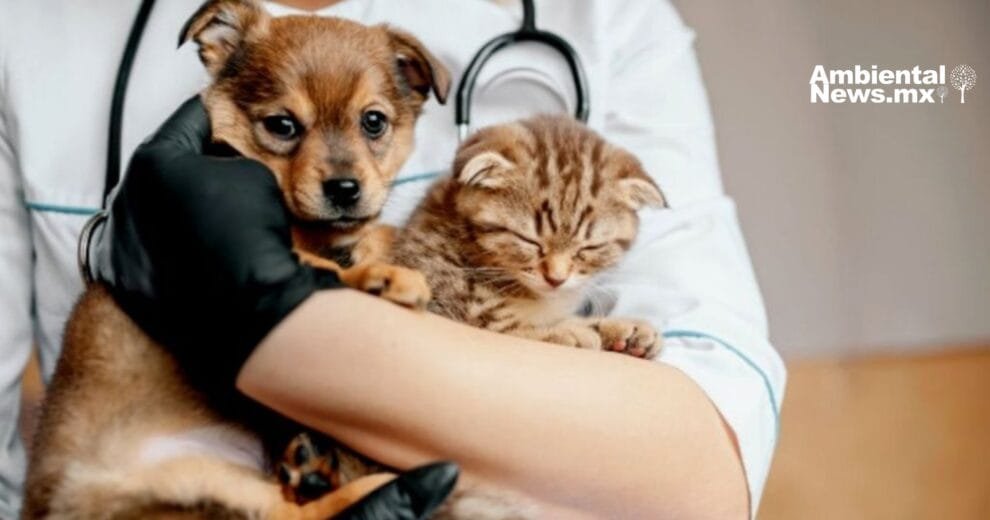 Esterilización de perros y gatos en la UNAM a precios accesibles