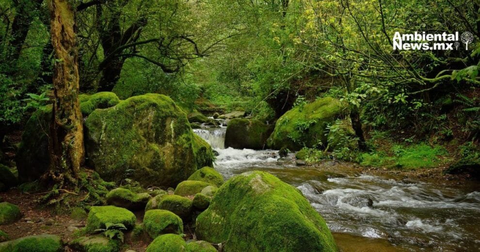 Bosque de agua: corazón verde en riesgo 10 Bosque de agua: corazón verde en riesgo