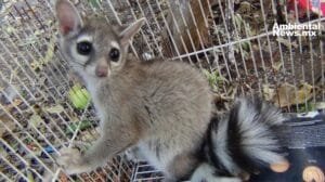 La SSC-CDMX rescató más de 250 animales en 2024