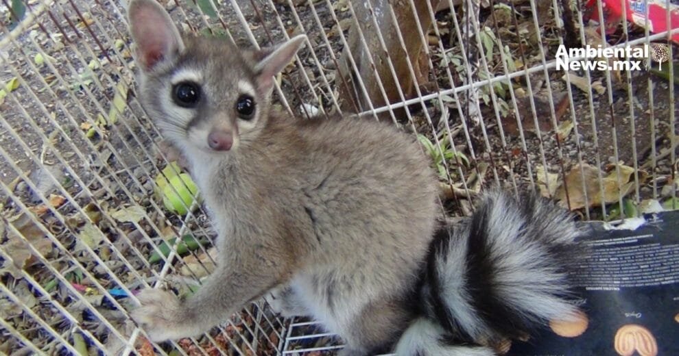 La SSC-CDMX rescató más de 250 animales en 2024