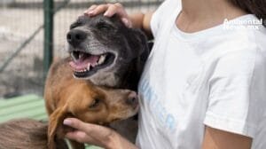 WEB AN Rescatados del frio y el abandono 24 perritos encuentran una nueva oportunidad de vida 1