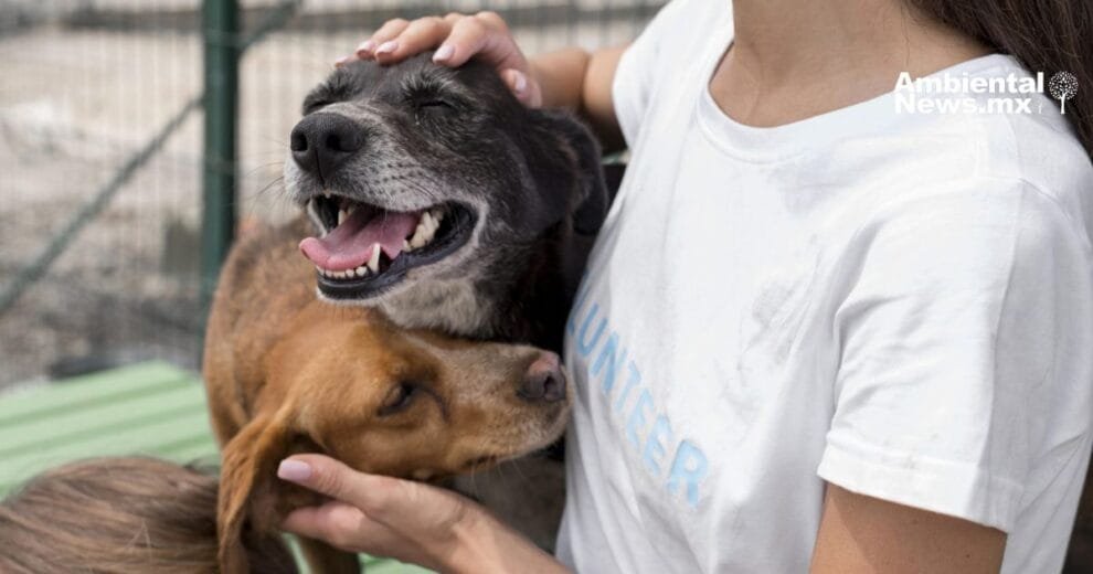 WEB AN Rescatados del frio y el abandono 24 perritos encuentran una nueva oportunidad de vida 1