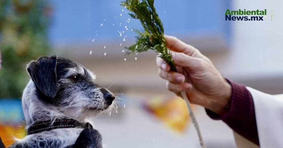 Zaragoza bendice a los animales: San Antón 2025