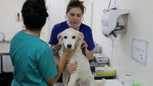 Nuevo enfoque legislativo en pro de los animales