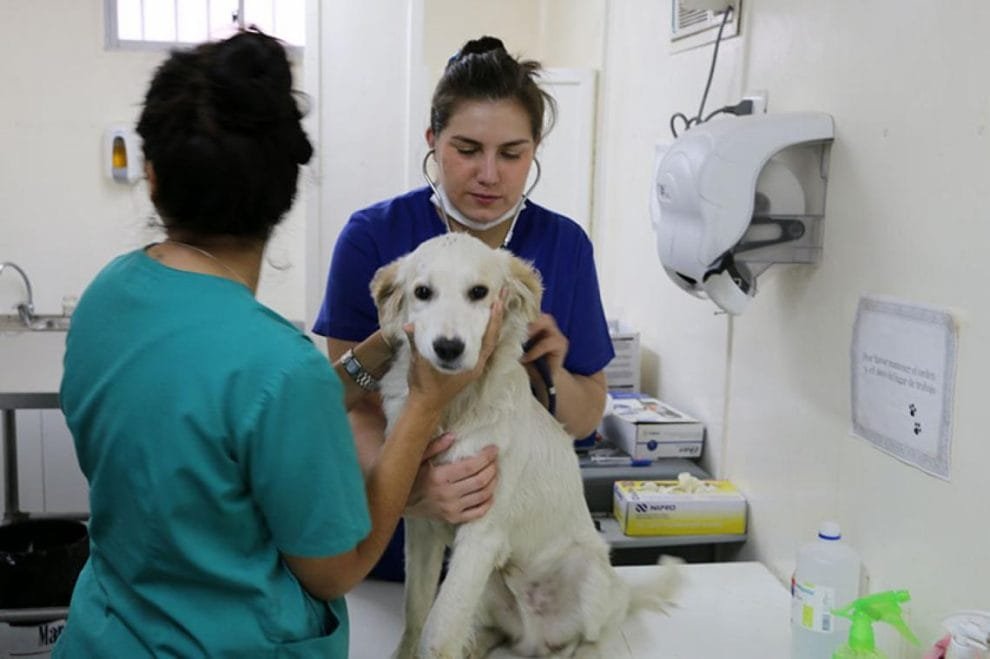 Nuevo enfoque legislativo en pro de los animales