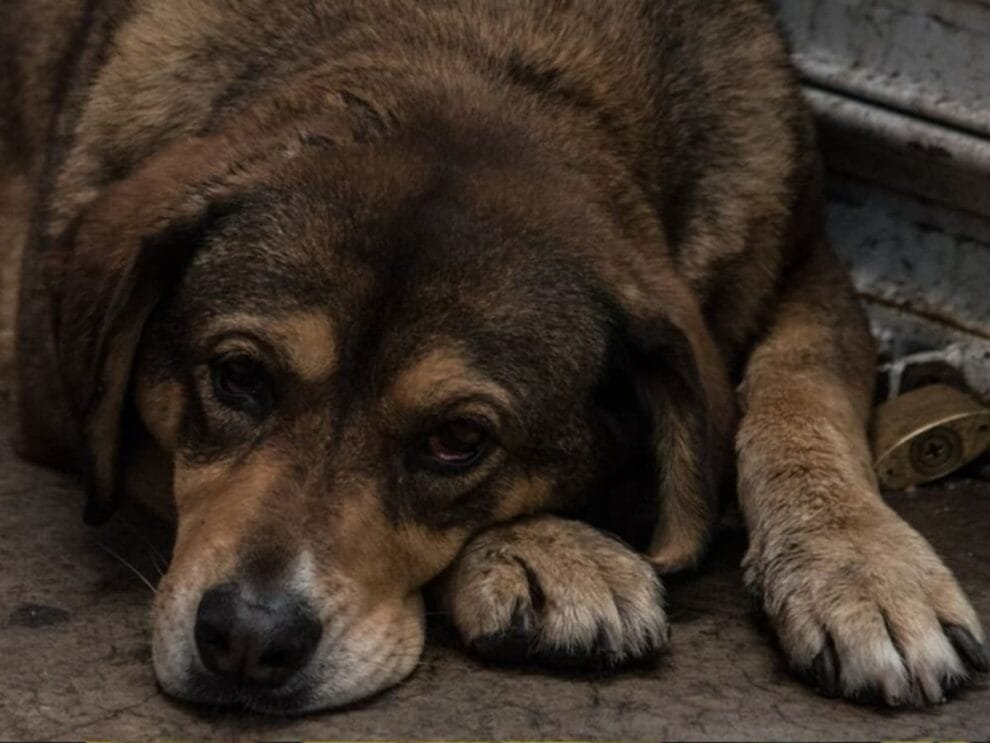 ¿Cómo denunciar el maltrato animal en México?