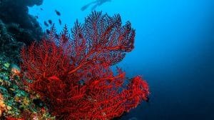 octo coral rojo