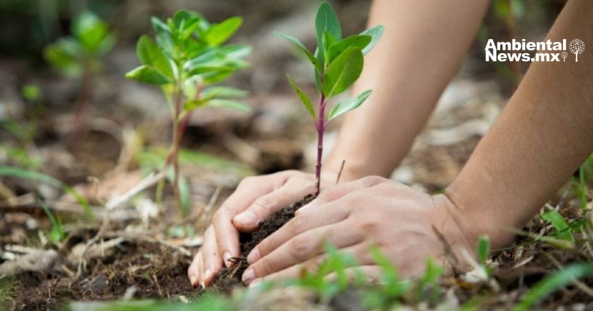 Citlalli Rico y su lucha artística por el medio ambiente: "La Mujer Árbol"