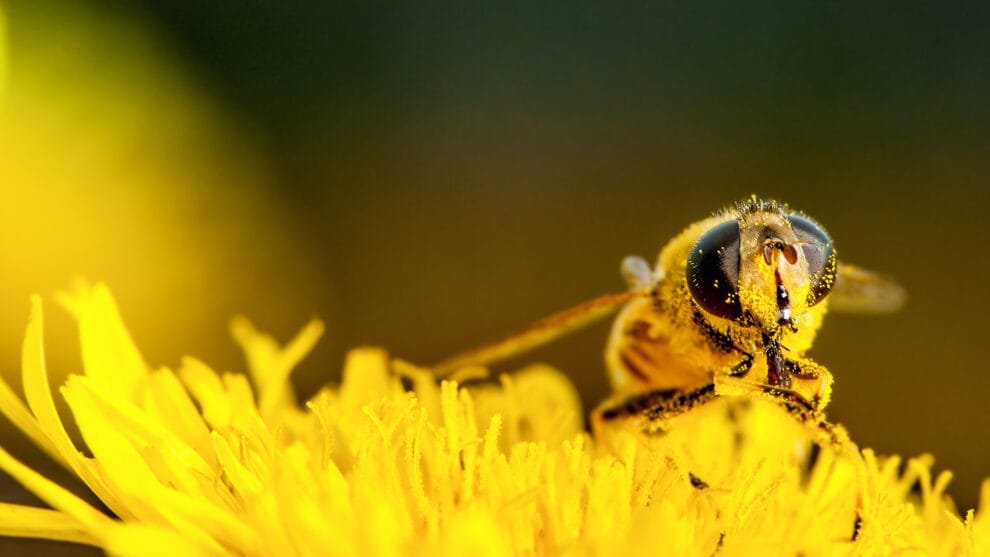 Muerte masiva de abejas en Lago Pueblo enciende alarmas