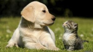 Mejor atención para tus mascotas: El CIBA de SLP se renueva