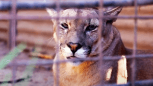 Tráfico de fauna en México: una crisis fuera de control