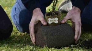 Valladolid abrirá cementerio para mascotas en 2026