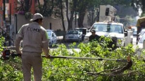 Ecologista es detenido por plantar un árbol fuera de su casa