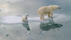 El cambio climático amenaza la supervivencia de los osos polares