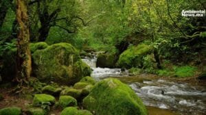 Bosque de Morelos pierde más de 4 mil hectáreas en cinco años