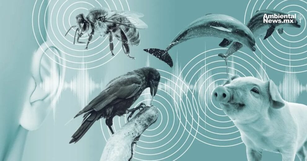 Científicos crean una IA que traduce los sentimientos de los animales 11 Científicos crean una IA que traduce los sentimientos de los animales