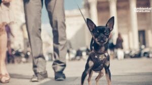 Estrasburgo hace historia con los derechos de los animales