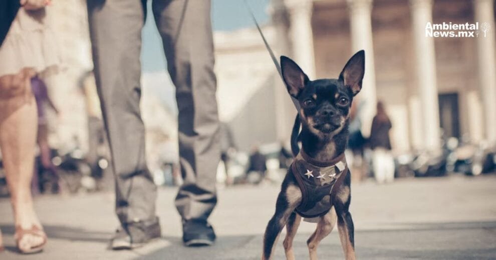 Estrasburgo hace historia con los derechos de los animales