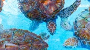 Las tortugas marinas se adelantan al futuro un acto de supervivencia ante el cambio climatico