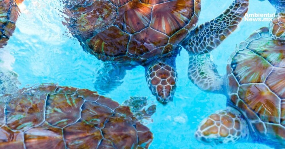 Las tortugas marinas se adelantan al futuro un acto de supervivencia ante el cambio climatico