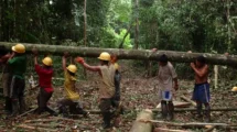 Crisis forestal: Comunidades resisten ante la deforestación y el abandono gubernamental