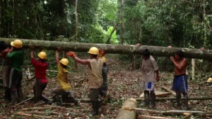 Crisis forestal: Comunidades resisten ante la deforestación y el abandono gubernamental