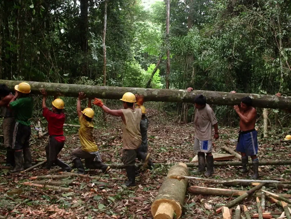 Crisis forestal: Comunidades resisten ante la deforestación y el abandono gubernamental