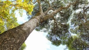 WEB AN Contaminacion atmosferica causa enfermedades mortiferas 1 3