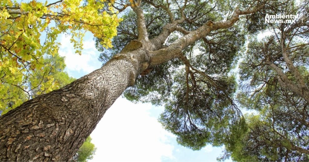 El secreto de los árboles resistentes al cambio climático 11 WEB AN Contaminacion atmosferica causa enfermedades mortiferas 1 3