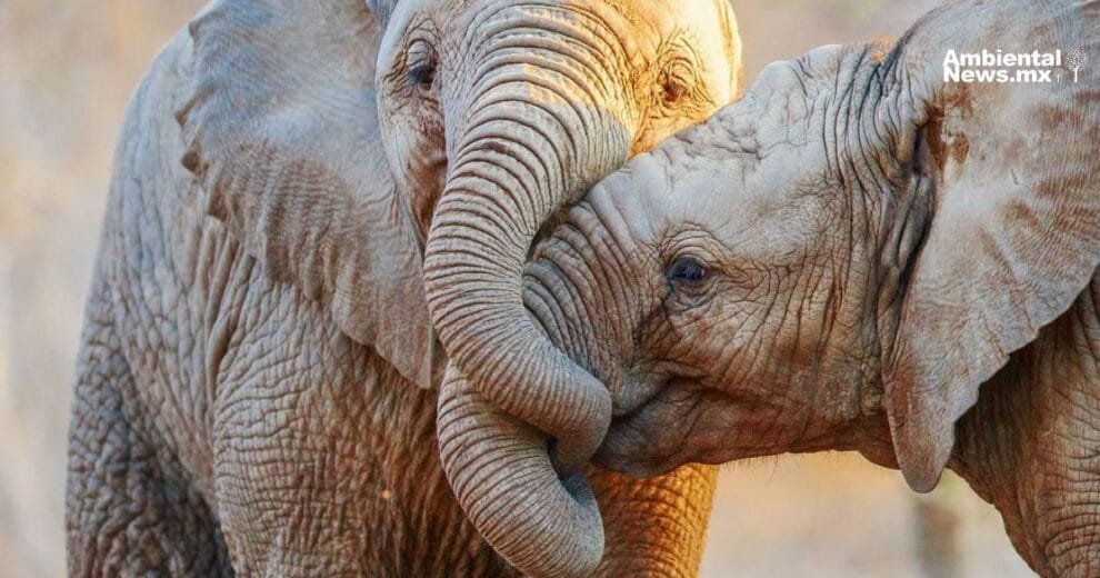 Unidos para sobrevivir: amor animal