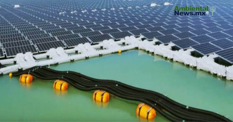 WEB AN Esterilizacion de perros y gatos en la UNAM a precios accesibles