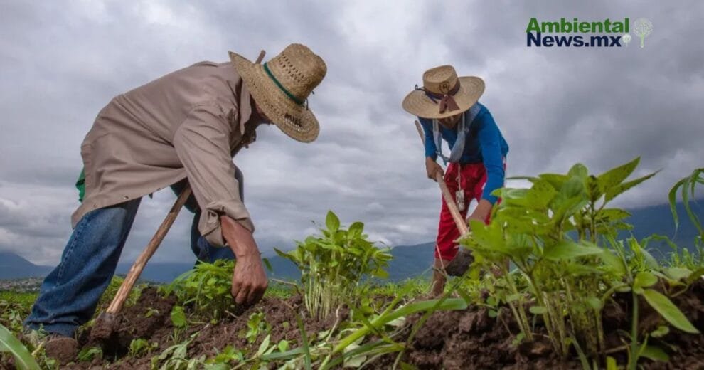WEB AN Esterilizacion de perros y gatos en la UNAM a precios accesibles 1