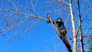 Dirección General del Medio Ambiente promueve el uso responsable de especies arbóreas en Torreón 