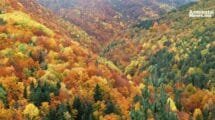 Bosques en transformación: ¿El cambio climático redefiniendo el paisaje de España?