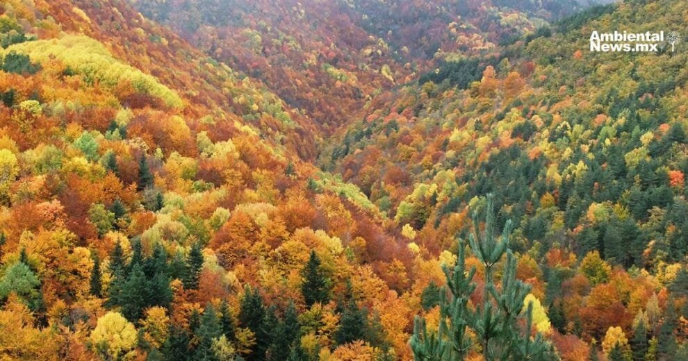 Bosques en transformación: ¿El cambio climático redefiniendo el paisaje de España?