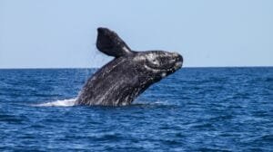 Histórico avistamiento de ballenas grises en Cabo Pulmo