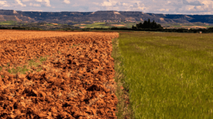 Cambio climático afecta los cultivos en el Soconusco, Chiapas