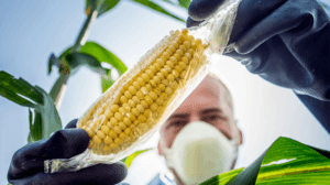 Protección de maíces nativos en México: la reforma que prohíbe el maíz transgénico y sus consecuencias