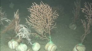 oceano