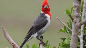 pajaro