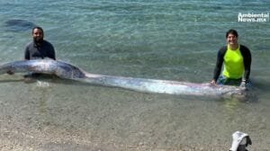 Pez remo es encontrado en playa de Baja California Sur