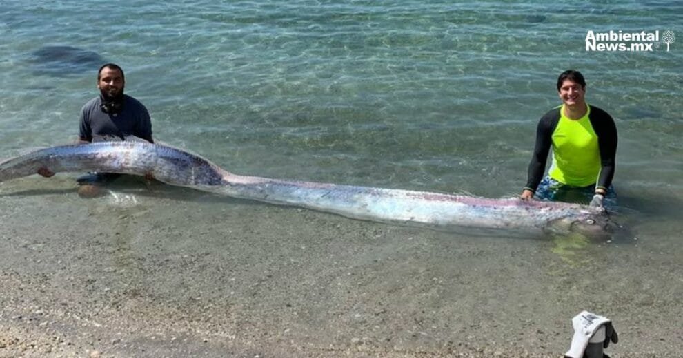 Pez remo es encontrado en playa de Baja California Sur