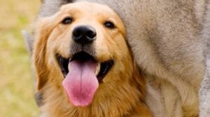 CURP para mascotas: Un registro obligatorio en CDMX para 2025